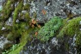 Saxifraga aizoides. Цветущее растение на сырой скале. Кольский п-ов, Хибины, вост. склон горы Тахтарвумчорр. 12.08.2010.