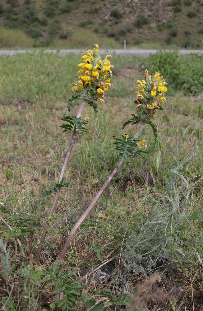 Изображение особи Phlomoides speciosa.