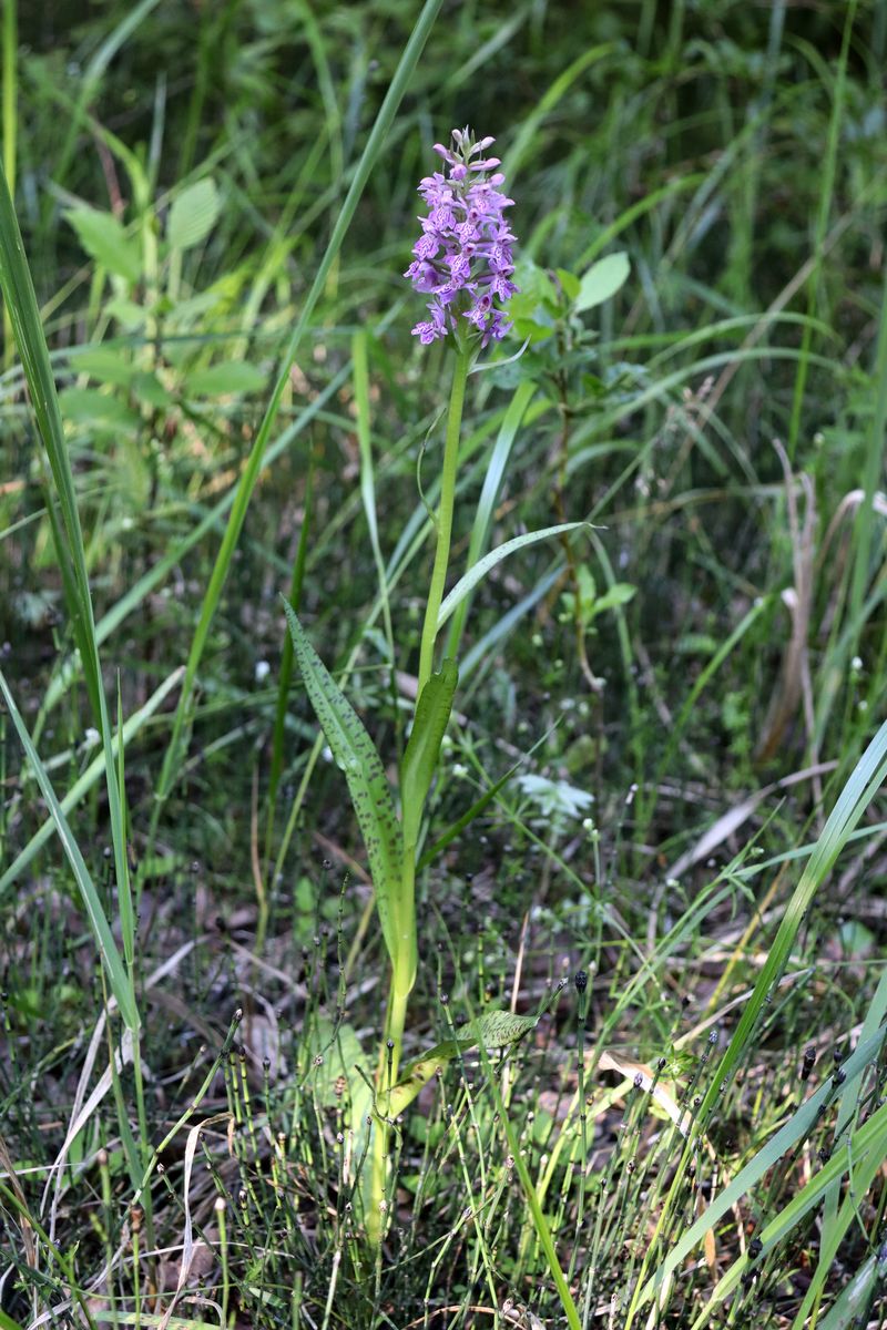 Изображение особи Dactylorhiza baltica.