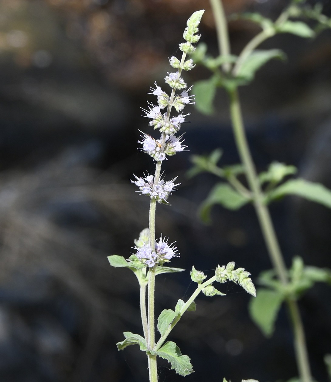 Изображение особи Mentha longifolia ssp. typhoides.