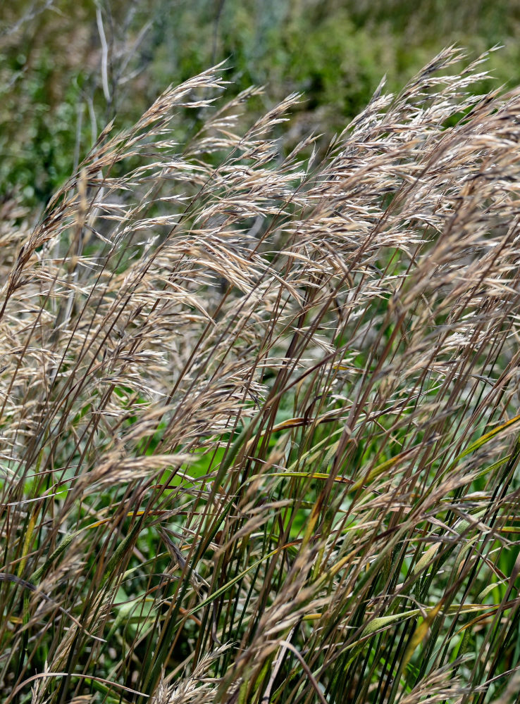 Image of familia Poaceae specimen.