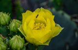 genus Opuntia