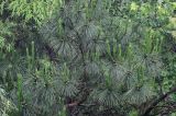 Pinus tabuliformis. Верхушки ветвей с незрелыми шишками. Китай, провинция Гуанси, рисовые террасы Лунцзи, опушка смешанного леса. 30.05.2024.