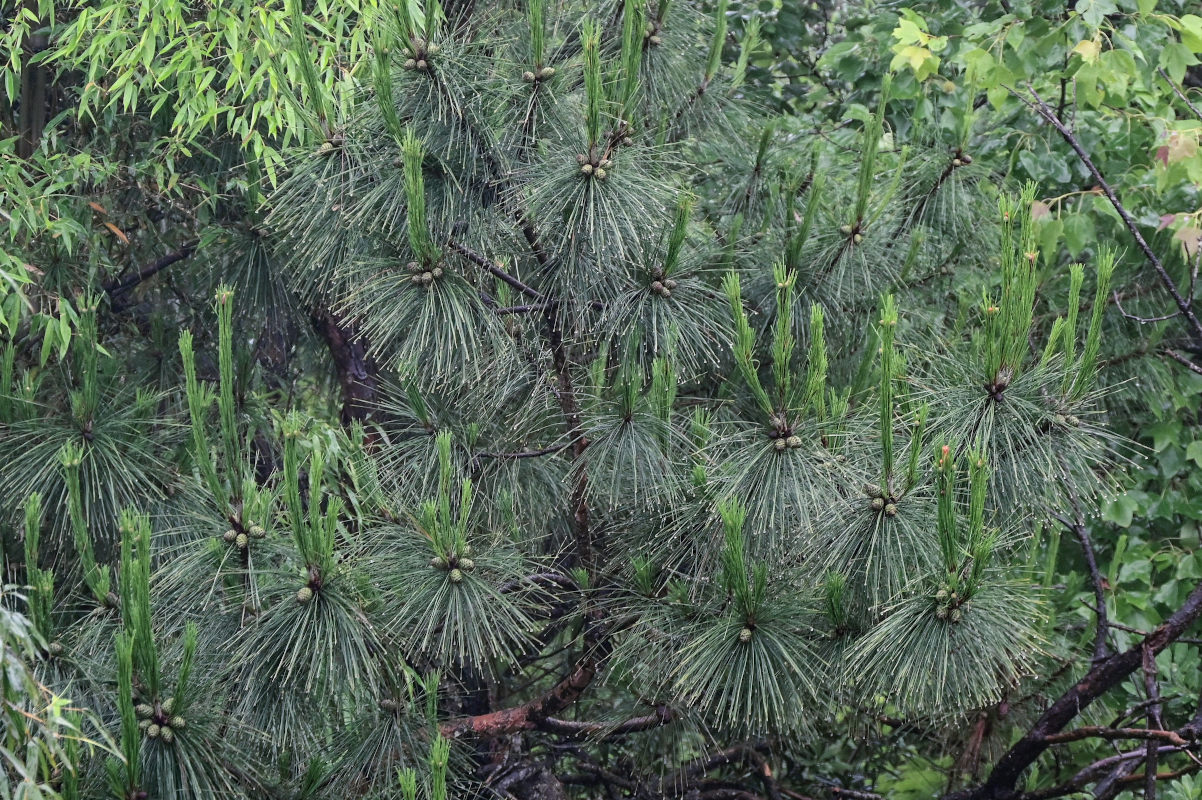 Изображение особи Pinus tabuliformis.