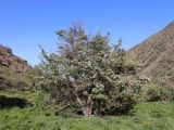 Crataegus songarica