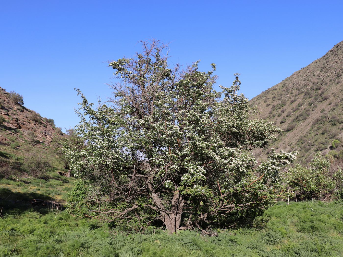 Изображение особи Crataegus songarica.