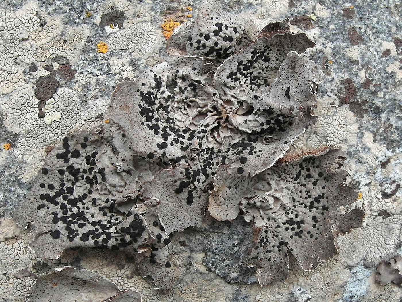 Image of Umbilicaria crustulosa specimen.