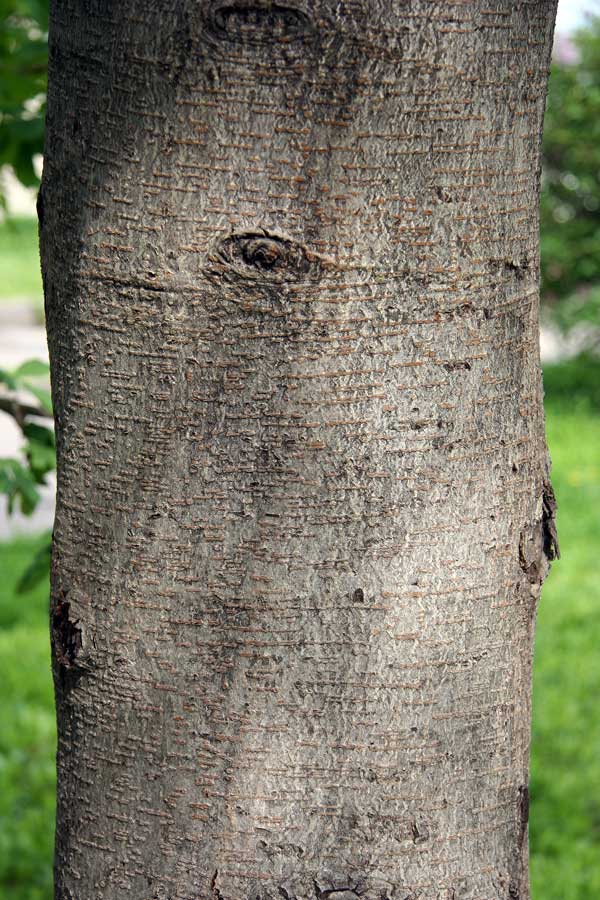 Image of Aesculus hippocastanum specimen.