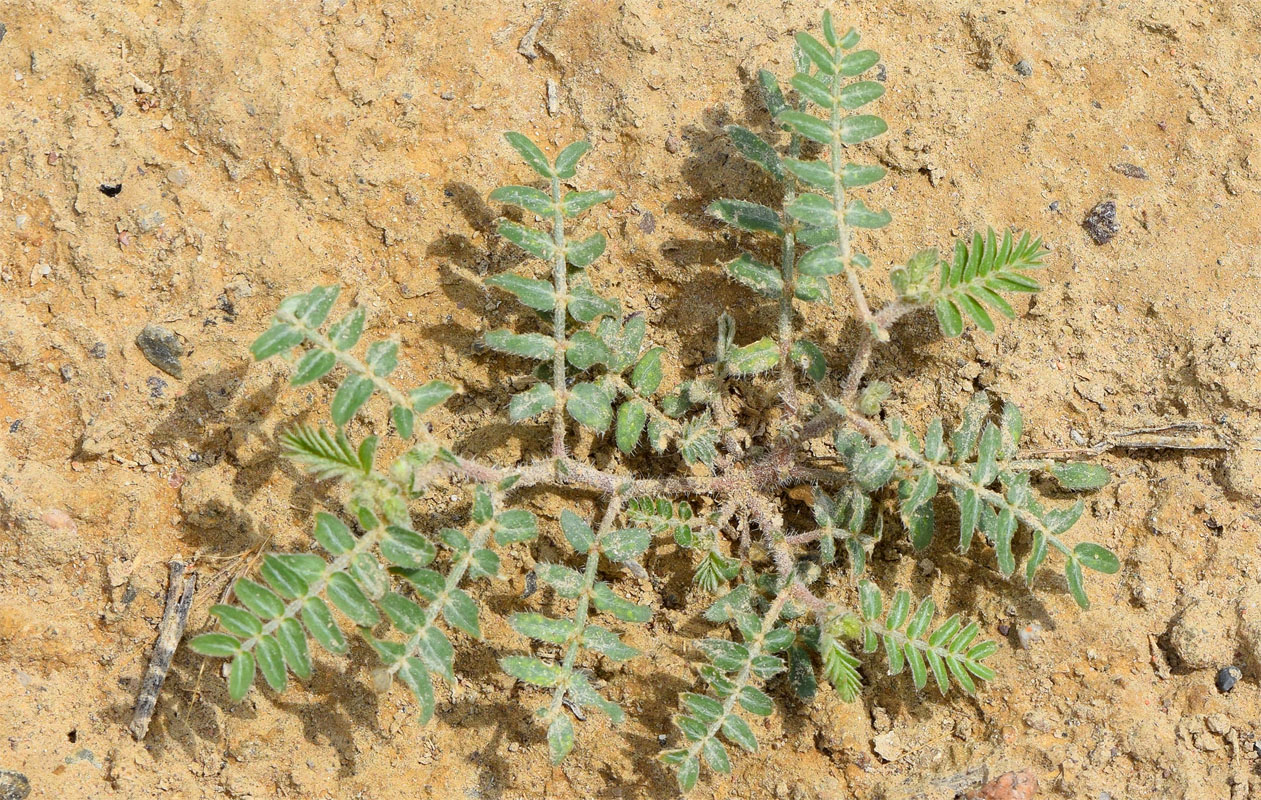 Изображение особи Tribulus terrestris.