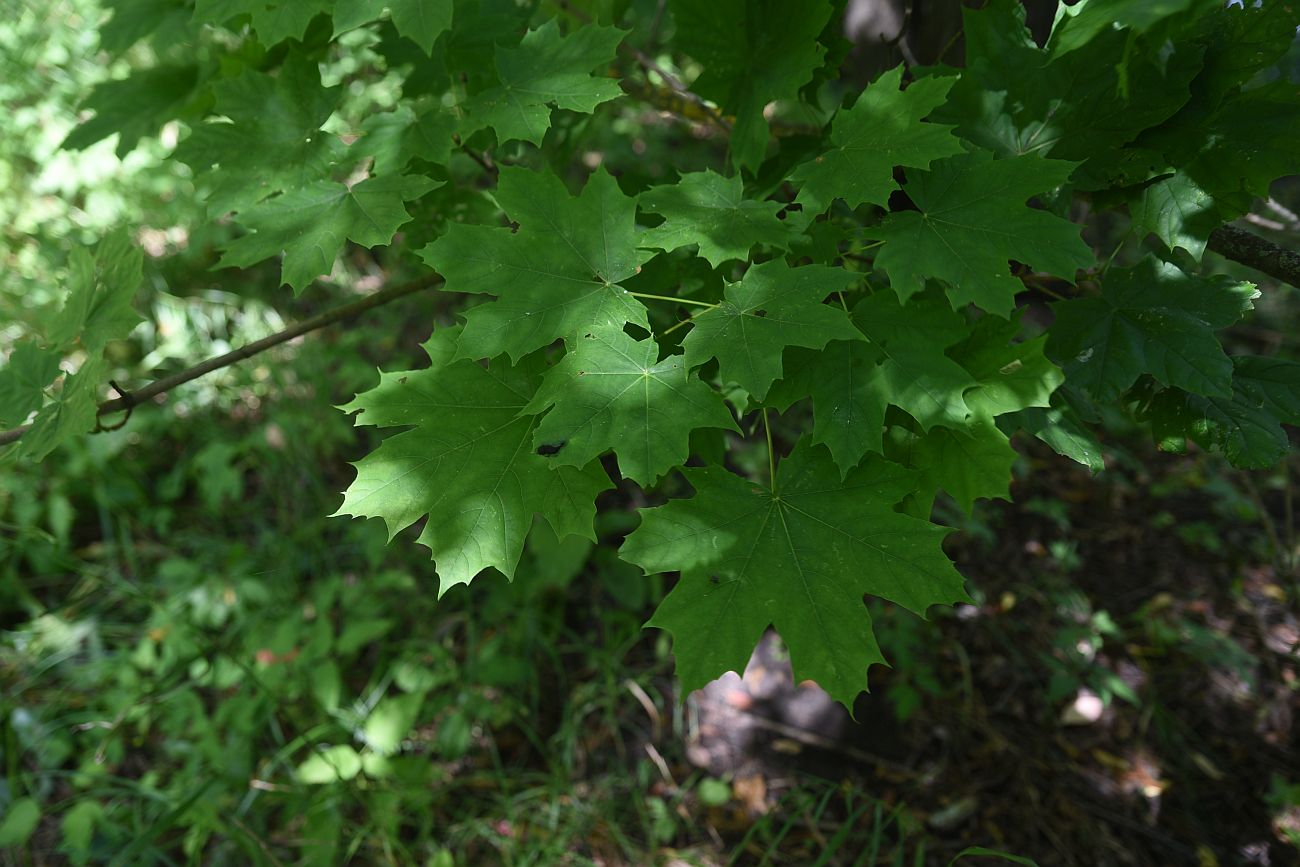 Изображение особи Acer platanoides.