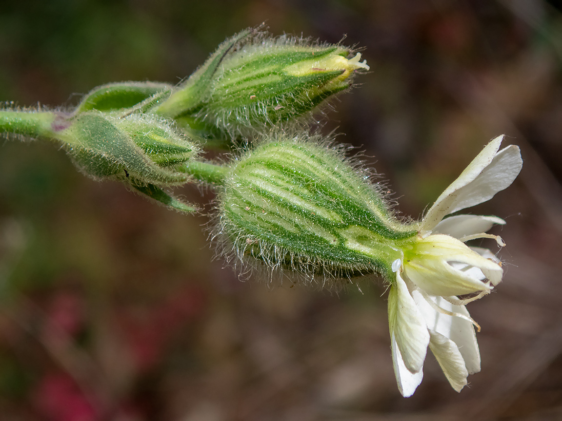 Изображение особи Melandrium latifolium.