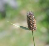 Phleum alpinum. Верхушка побега с отцветшим соцветием (видны тычинки). Кабардино-Балкария, Эльбрусский р-н, окр. поляны Чегет, выс. 2080 м н.у.м., левый берег р. Донгуз-Орун. 16 июня 2018 г.