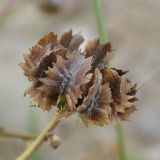 Calendula tripterocarpa