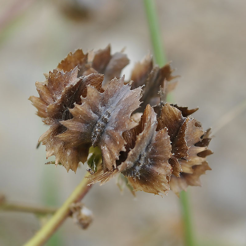 Image of Calendula tripterocarpa specimen.