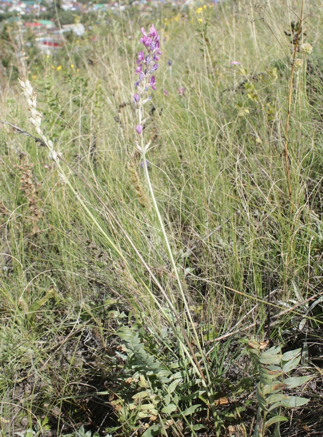 Image of Oxytropis kasakorum specimen.