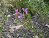 Chamaenerion colchicum. Верхушка цветущего растения. Чечня, Шаройский р-н, дол. р. Цесиахк, около водопада Цеси. 29 июня 2024 г.