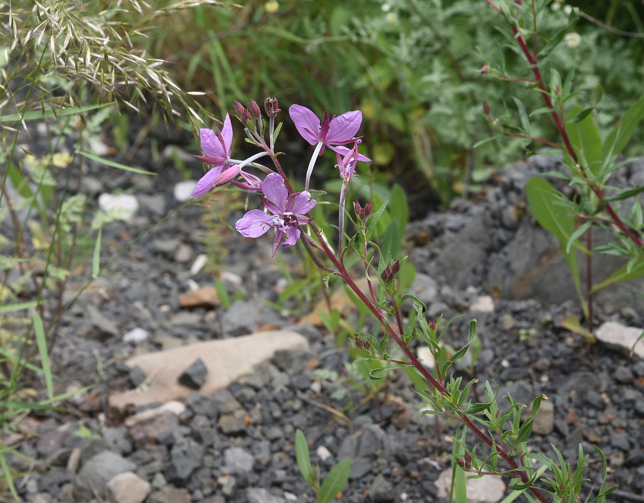 Изображение особи Chamaenerion colchicum.