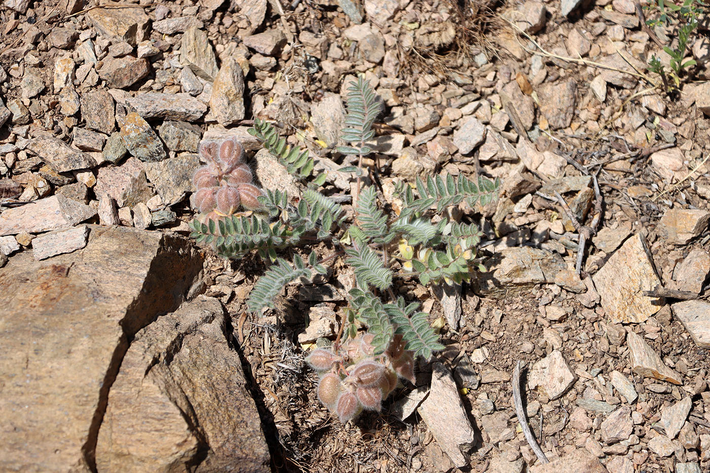 Image of Oxytropis leptophysa specimen.