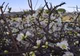 Chaenomeles speciosa. Ветви с цветками и бутонами ('Nivalis'). Испания, автономное сообщество Каталония, пров. Жирона, комарка Баш Эмпорда, муниципалитет Калонже, городское озеленение. 02.02.2025.