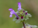 Lamium amplexicaule. Цветок. Испания, автономное сообщество Каталония, пров. Жирона, комарка Баш Эмпорда, муниципалитет Калонже, залежь. 14.02.2025.