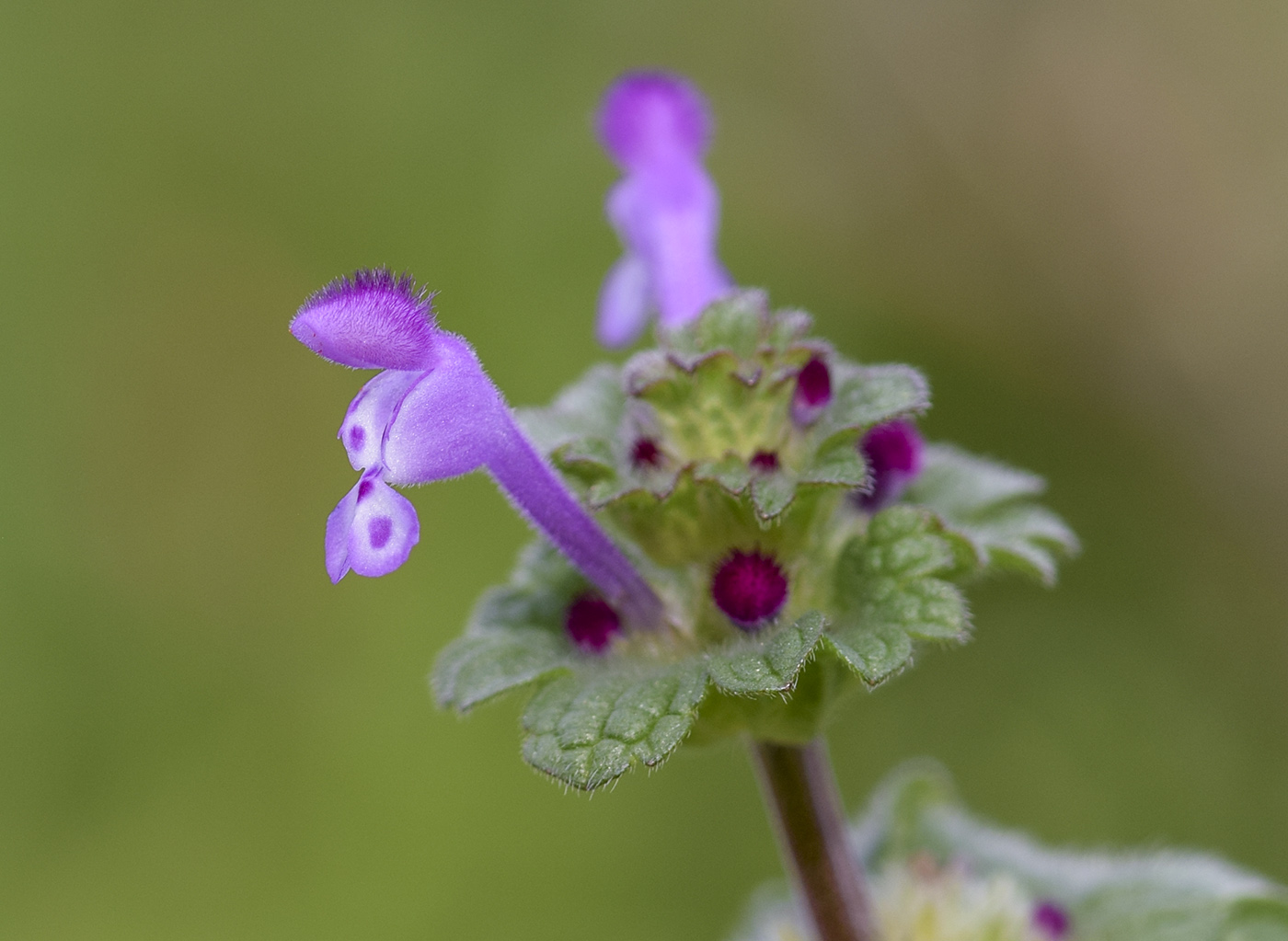 Изображение особи Lamium amplexicaule.