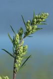 Artemisia vulgaris. Верхушка растения с развивающимися корзинками. Беларусь, Витебская обл., окр. пос. Езерище, берег оз. Езерище у зашейка р. Оболь, бровка склона, суходольный разнотравно-злаковый луг. 14.07.2024.