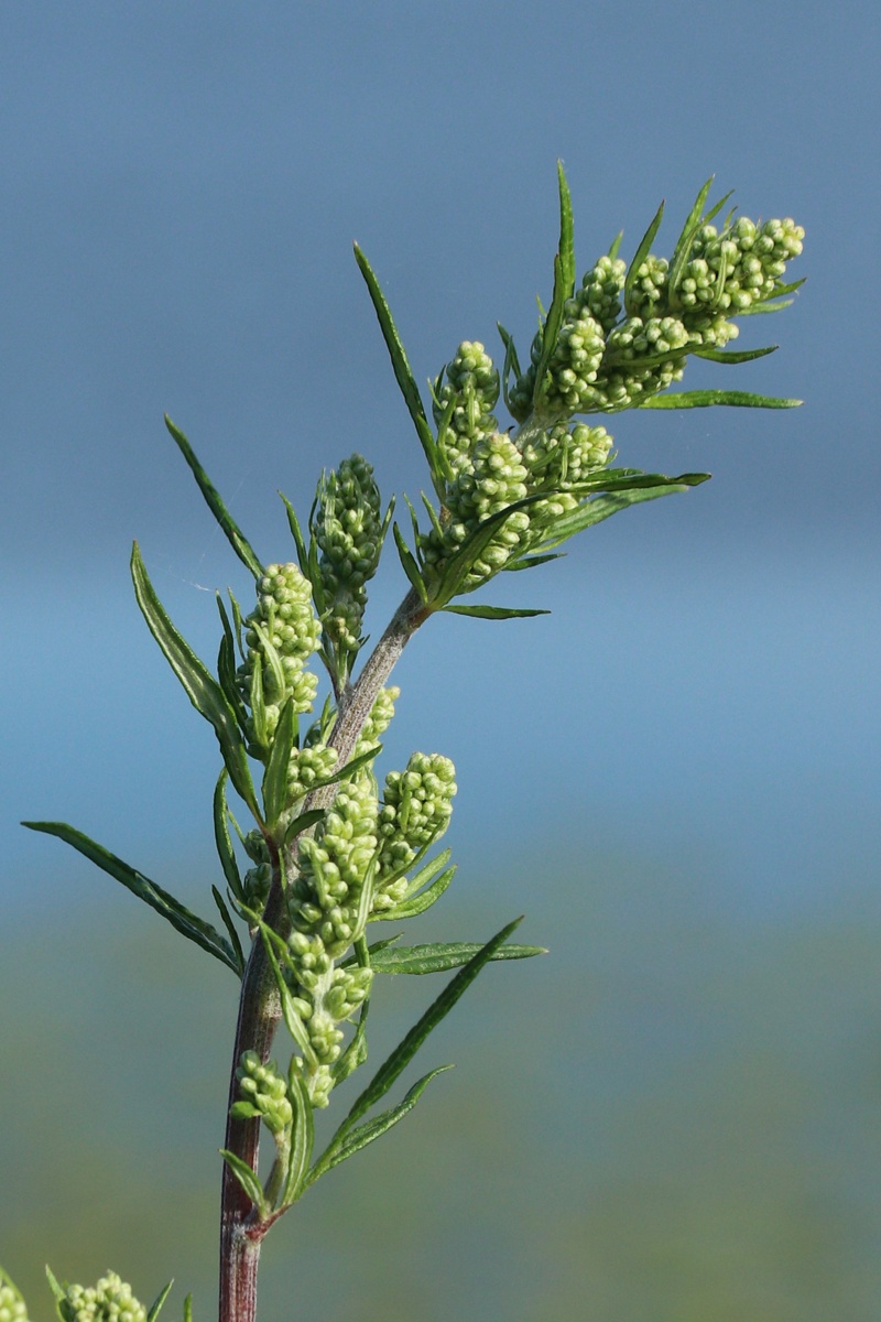 Image of Artemisia vulgaris specimen.