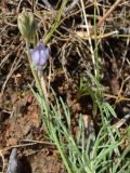 Astragalus nematodes