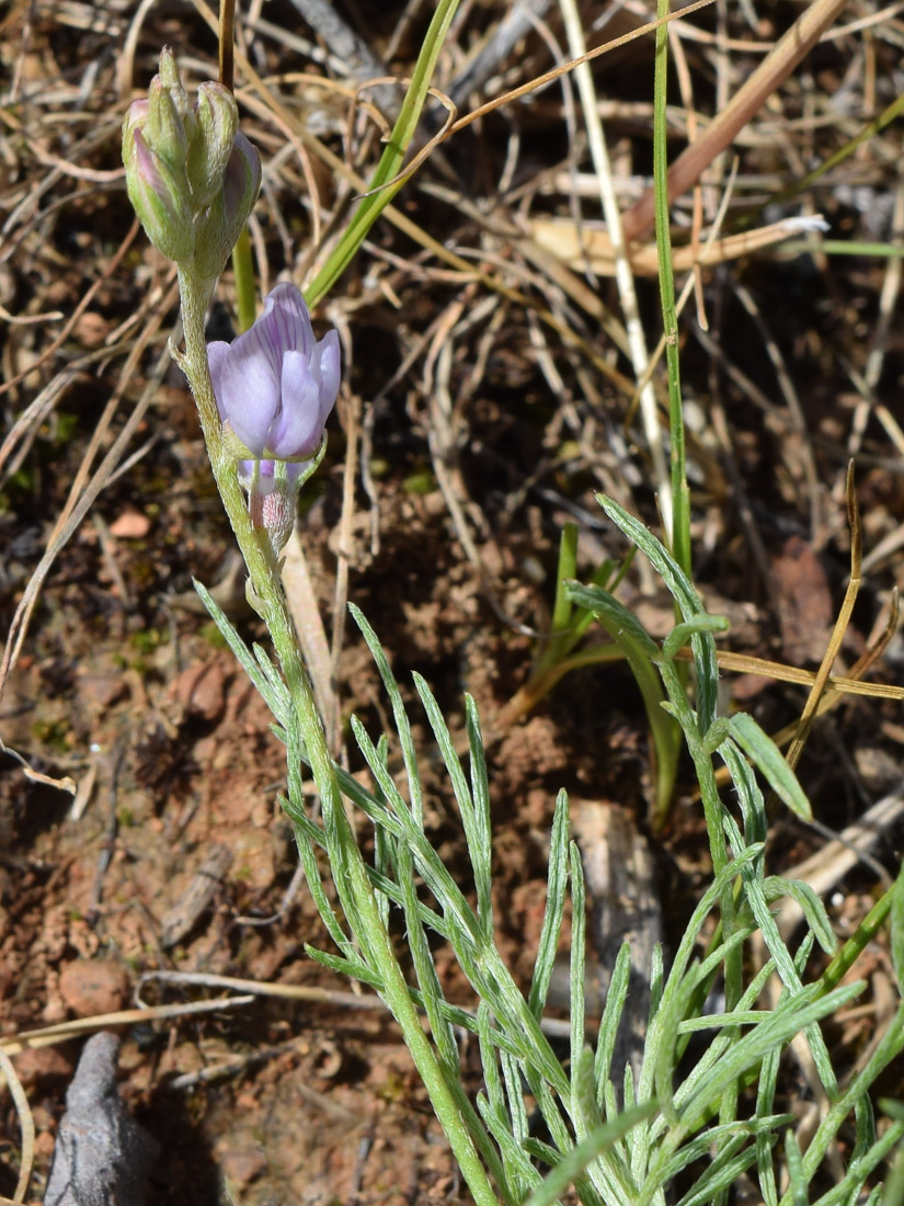 Изображение особи Astragalus nematodes.