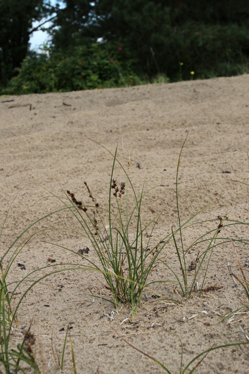 Изображение особи Carex arenaria.