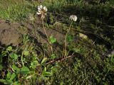 Trifolium repens