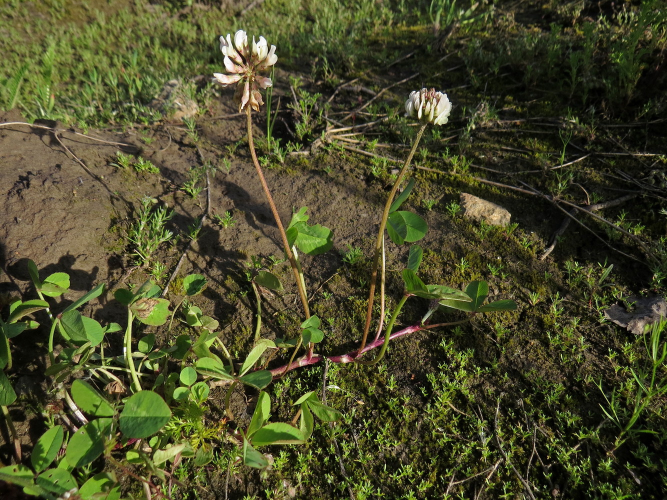 Изображение особи Trifolium repens.