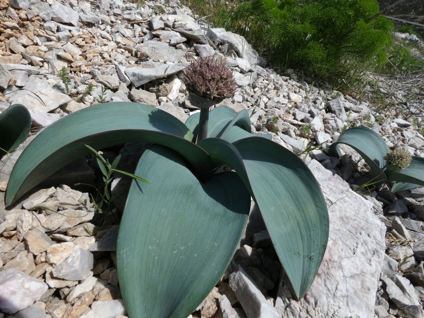 Image of Allium karataviense specimen.