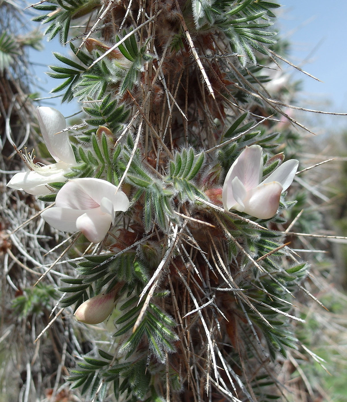 Изображение особи Caragana jubata.