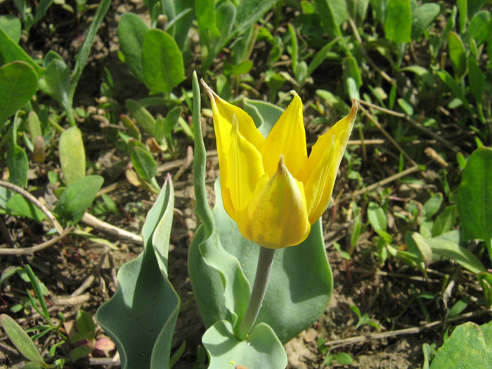 Изображение особи Tulipa ferganica.