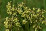 View full-size image Thalictrum simplex