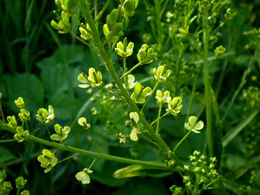 Image of Bunias orientalis specimen.