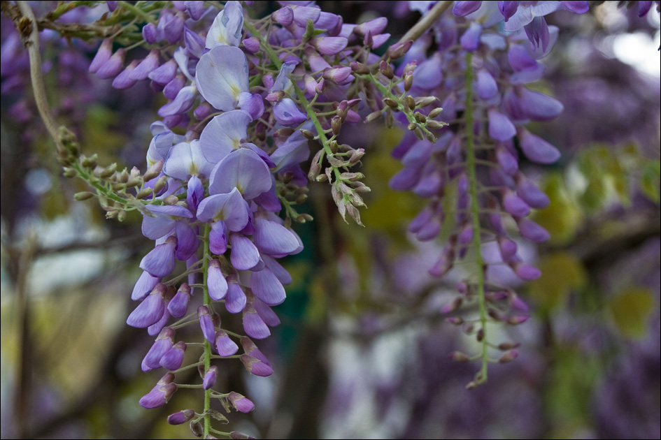 Image of Wisteria sinensis specimen.