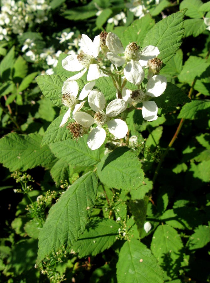 Image of genus Rubus specimen.