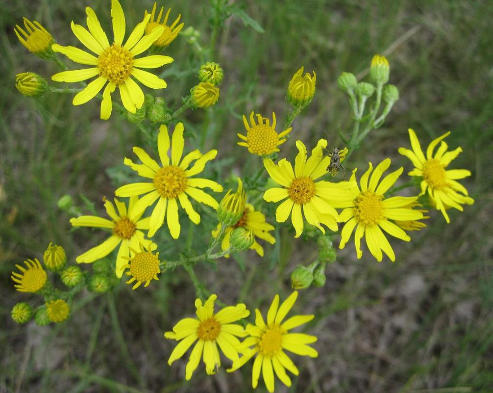 Изображение особи Senecio jacobaea.