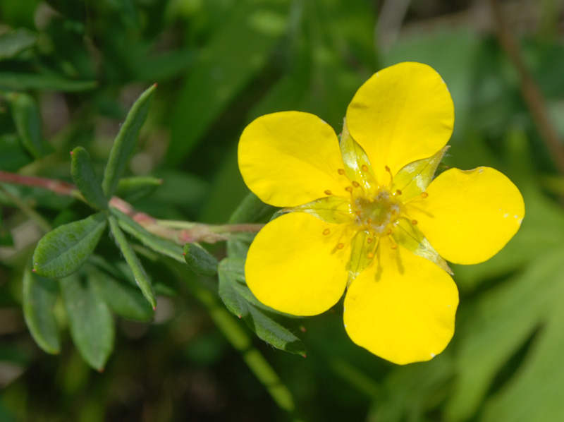 Image of Dasiphora fruticosa specimen.