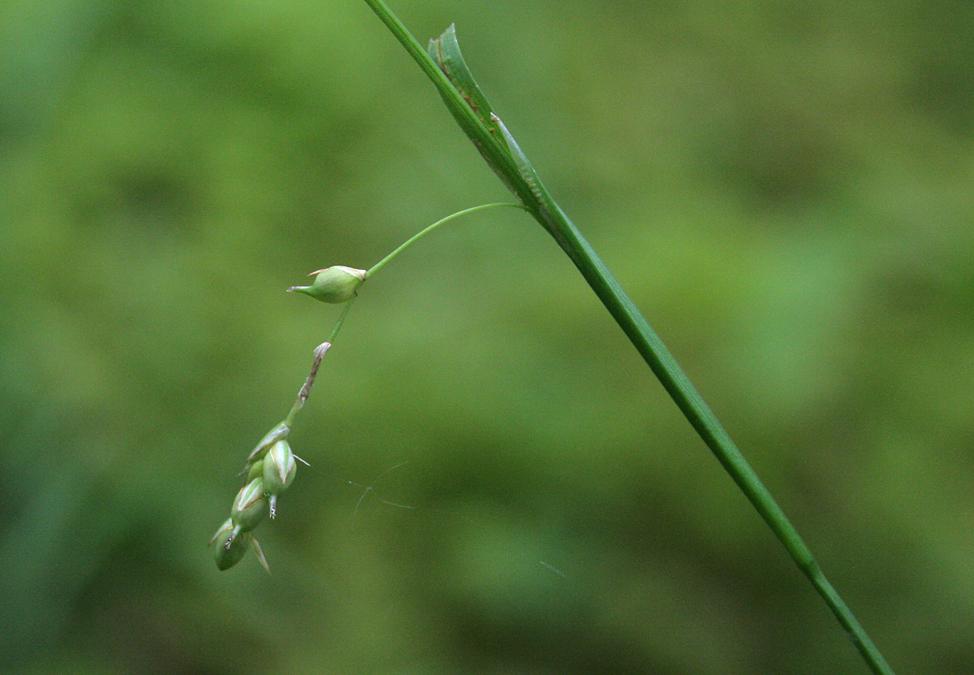 Изображение особи Carex falcata.