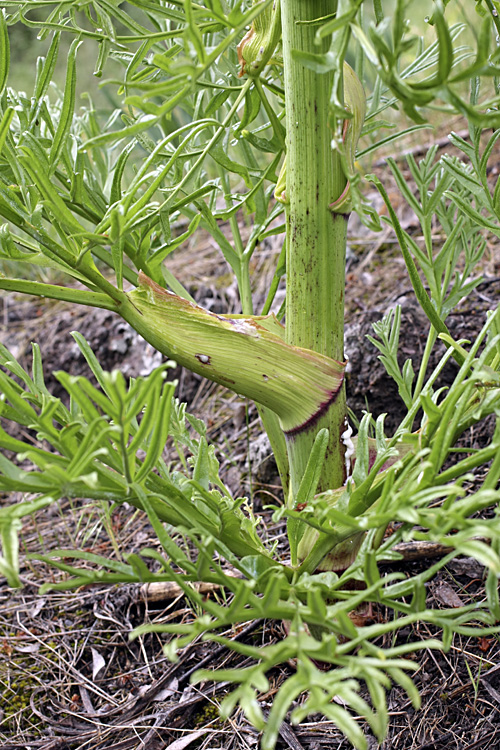 Image of genus Ferula specimen.