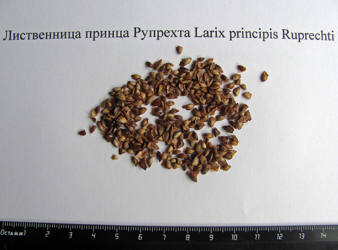 Image of Larix principis-rupprechtii specimen.