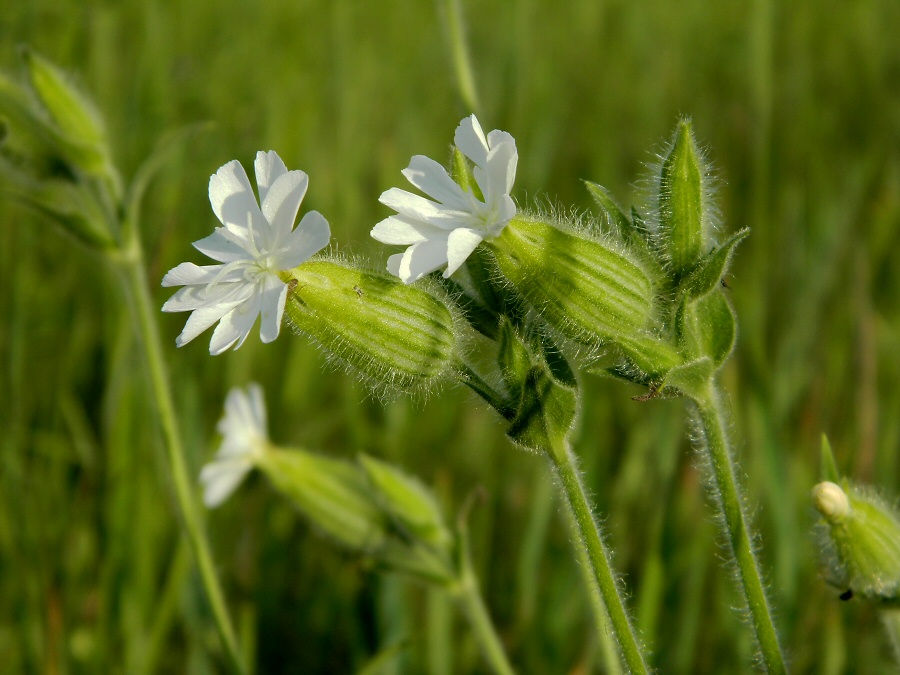 Image of Melandrium album specimen.