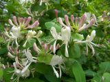 Lonicera caprifolium