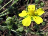 Potentilla canescens. Цветок. Горный Крым, Бабуган-Яйла. 24 августа 2011 г.