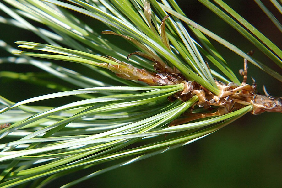 Image of Pinus sibirica specimen.