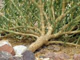Tetraena coccinea. Верхняя часть корневища и ветви взрослого растения. Израиль, Эйлатские горы. 25.05.2011.