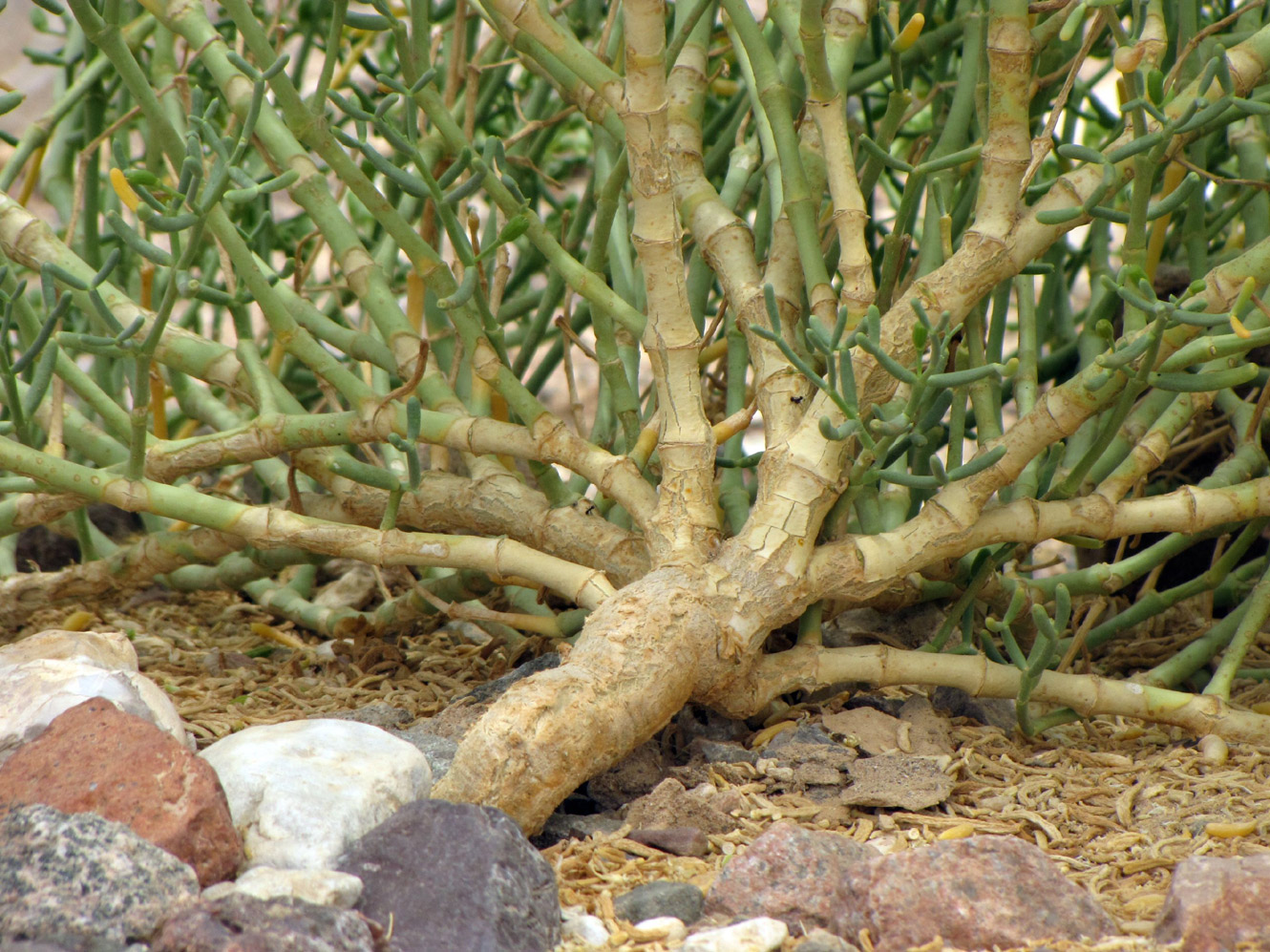 Изображение особи Tetraena coccinea.